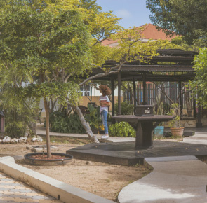 university of aruba ua news garden